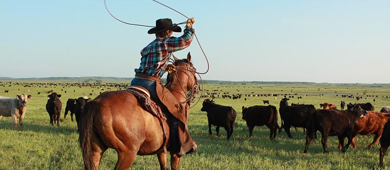 Black Leg Ranch Rolling Plains Black Leg Ranch Rolling Plains
