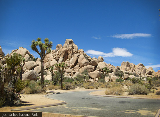 Joshua Tree National Park