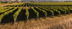 Classic New Zealand Wine Trail