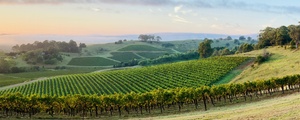 Explore the Hunter Valley